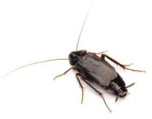 orientalische Schabe